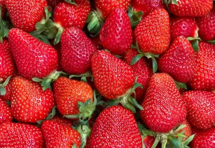 Zemeņu Sezona Sākas: Tuneļu Raža Priecē, Bet Plūdi Laukos Rada Bažas un Ietekmē Cenas