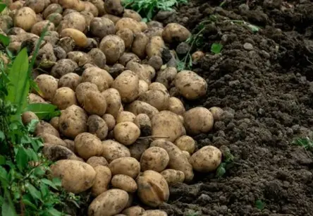 Zemnieki dusmīgi: Solītais pārtikas cenu kritums izpaliek, sadarbība ar tirgotājiem pasliktinās