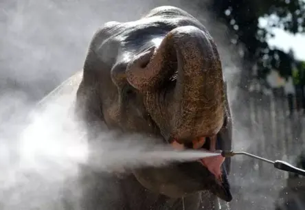 Ziloņu Vasaras Veldze: Kā Budapeštas Zoodārzs Cīnās ar Eiropas Karstuma Vilni
