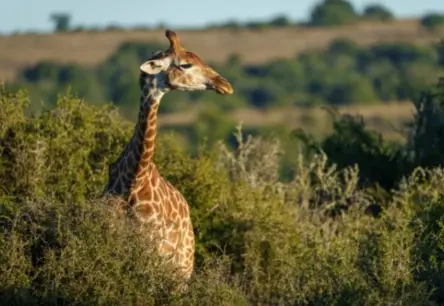 Žirafei Mahiri Apvienotajā Karalistē veiksmīgi ieviesta inovatīva deguna ārstēšana ar inhalatoru