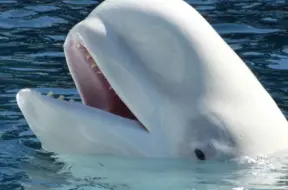 40 gadus senais brīnums: Kā klasiskā mūzika izglāba tūkstošiem vaļu no ledus slazda