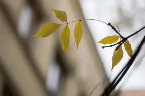 7. novembrī Latvijā sasniegts jauns nacionālais siltuma rekords