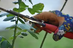 Ainavu arhitekte Dace Ziediņa: Kā rudens deviņos darbos sagatavot rozes ziemai?