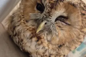 Aizkustinošs Stāsts: Latvijas Patversmē Atveseļojas Sadursmē Cietusi Meža Pūcīte