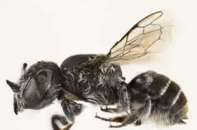 Austrālijā atklāta jauna bišu suga ar ragiem – Megachile Lucifer