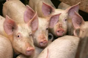 Baltic Pork saņems 2,3 miljonus eiro kompensācijā par Āfrikas cūku mēra radītajiem zaudējumiem
