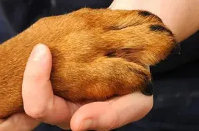 Bauskas suņu nošaušanas lietā četras personas varētu tikt sauktas pie kriminālatbildības