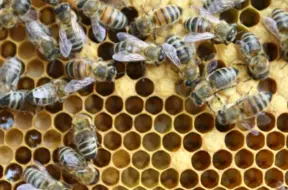 Biškopība Latvijā: Laikstākļu radīti izaicinājumi un uzlecošās inovācijas