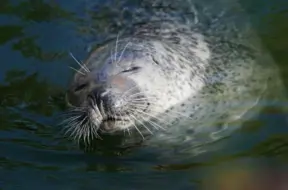 Delfīnu un roņu sirds ritmi zem ūdens: sarežģītā medību mīkla