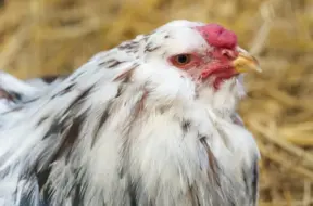 Durbes pagastā konstatēts nāvējošas putnu gripas H5N1 uzliesmojums piemājas saimniecībā