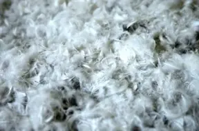 Durbes pagastā konstatēts putnu gripas H5N1 uzliesmojums