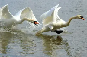 Dzegužu slepenā dzīve: Pārsteidzošie atklājumi par agresiju sugas iekšienē