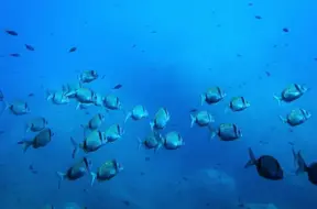 Dziļūdens ieguve rada draudus jūras dzīvei: Zinātnieki brīdina par barības ķēžu sabrukumu un zvejniecības apdraudējumu