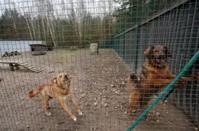 Dzīvnieku patversmēm nepieciešams valsts atbalsts, īpaši ziemas mēnešos