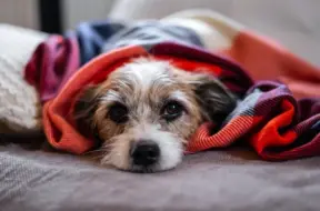 Epilepsija suņiem: kā atpazīt simptomus un palīdzēt savam mīlulim