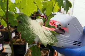 Francijas biotehnoloģijas palīdz ražām taupīt ūdeni un stiprināt noturību globālā mērogā