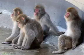 Japānā makaku invāzija: ciemati saskaras ar uzmācīgu dzīvnieku radītiem postījumiem, cīņā iesaistīta "pērtiķu patruļa"