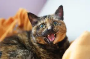 Japāņu pētījums atklāj: Kaķi spēj asociēt vārdus ar attēliem bez atlīdzības