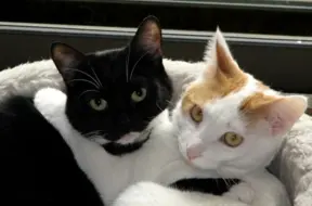 Jauns draugs no ielas: soli pa solim ceļš uz drošām mājām un veselību