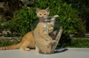 Kaķu anatomijas noslēpumi: Kāpēc viņi tik viegli izspraucas cauri šaurām spraugām?