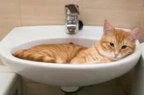 Kaķu slāpju noslēpums: Pētījums atklāj biežākos veselības problēmu signālus