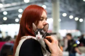 Kalisfornijā aizliegta kaķu nagu izgriešana – "mīksto ķepīšu" operācija beidz savu nežēlīgo ēru