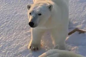 Kanādā ar tehnoloģiju palīdzību cenšas glābt balto lāču populāciju