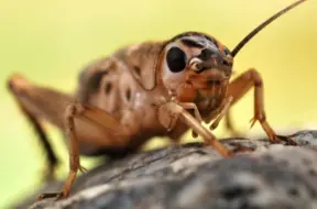 Kāpēc kāpuru mātītes biežāk izvēlas nevis spēcīgos “alfas”, bet gan mazāk veiksmīgus partnerus