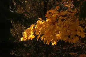 Kāpēc šogad rudens krāso lapas mazāk sarkanā krāsā?