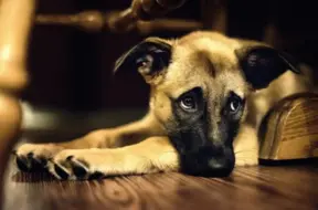 Kinologs skaidro: Kāpēc suņi bieži vien no mums aiziet pārāk agri?