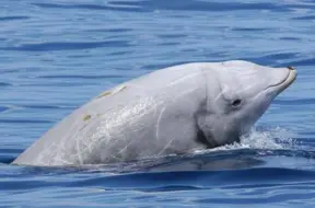 Kuintes – okeāna niršanas rekordinis: līdz pat 4 stundām zem ūdens