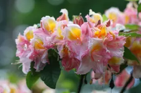 LU audzētava "Babīte" papildina pasaules rododendru daudzveidību ar piecām jaunām šķirnēm