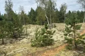 Latgalē LVM atjaunos retu iekšzemes kāpu biotopu, radot mājvietu apdraudētām sugām