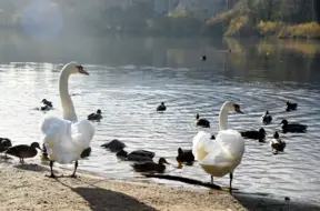 Latvijā atklāti jauni augsti patogēnās putnu gripas gadījumi; PVD atgādina par biodrošību