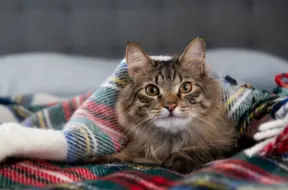 Latvijā gaidāma mākoņaina un drēgna svētdiena ar slapju sniegu