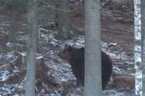 Latvijā mīt 150 brūno lāču: Dabas aizsardzības pārvalde sniedz padomus, kā atpazīt to klātbūtni mežā