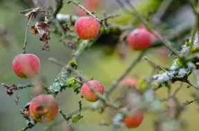 Latvijā sasniegts jauns 7. novembra siltuma rekords: Mērsragā +15,4 grādi