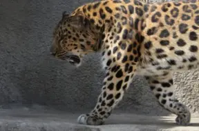 Leopardi un leopardi: nakts un dienas mednieki – kāpēc viņi izvēlas atšķirīgu diennakts laiku?