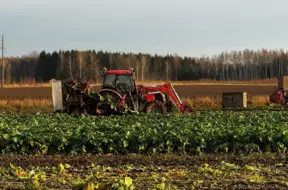 Lietainās vasaras sekas Latvijā: zemnieki saskaras ar ražas zudumu un kritušām cenām