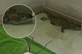 Lietuvā atklāta neticama glābšanas operācija: 26 gadus krokodils dzīvojis mājas akvārijā