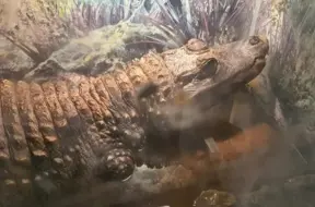 Lietuvā no mājas akvārija atbrīvots 16 kg smags krokodils