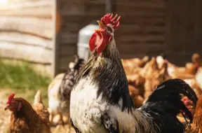 Mārtiņdiena 2025: Līdzsvars, pārdomas un jauna cikla sākums