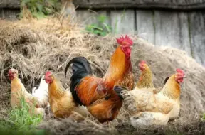 Mārtiņdiena: Kad beidzas rudens, sākas ziema un meitas zīlē nākotni