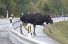 Meža vēršu sāls kāre: Kāpēc šie milži laiza sāli?