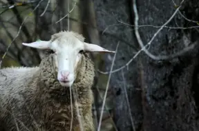 Miglaini un mitri rīti pieklusina svētdienu Latvijā