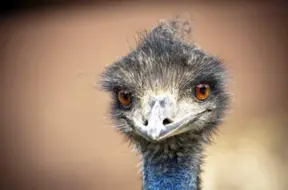 Mīts par galvas slēpšanu smiltīs: kāpēc strausi patiesībā izvairās no briesmām