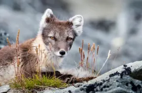 Nākamās nedēļas sākumā Latvijā ieplūdīs aukstāks gaiss, gaidāms arī sals un sniegs