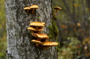 Naktī uz piektdienu Latvijas ziemeļaustrumu daļā līs, dienā gaidāms neierasts siltums un saule