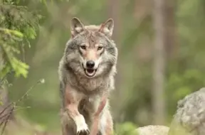 Ne tikai gaļa: kādas ogas vilki dod saviem mazuļiem?