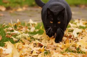 Nedēļas nogalē – mierīgi un sausi, bet jaunnedēļ gaidāms dzestrs vēsums